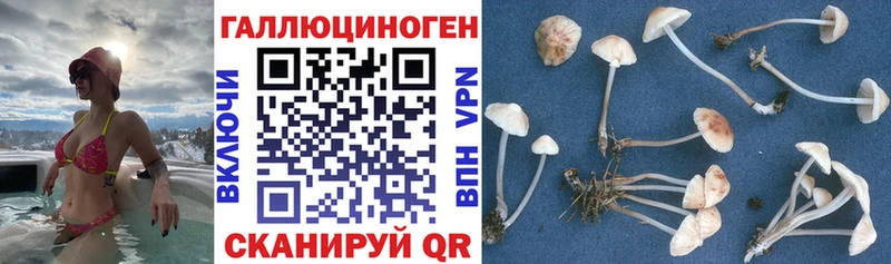 Псилоцибиновые грибы Magic Shrooms  Купить закладки  Пошехонье 